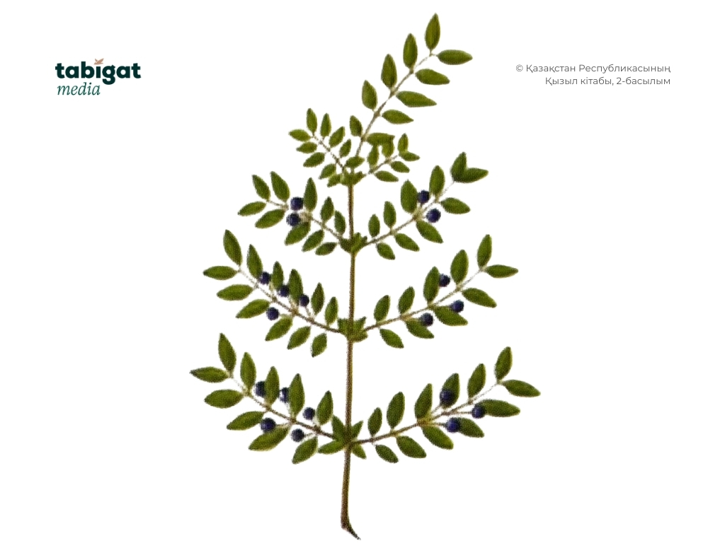 Ибица аралындағы секс